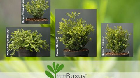 La gamme BETTERBUXUS® tient sans traitement contre les maladies fongiques et présente une tolérance supérieure à la pyrale du buis que Buxus sempervirens.